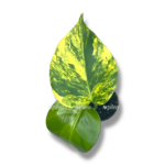 monstera delicioza aurea variegata