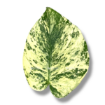 monstera delicioza mint variegata