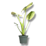 monstera delicioza mint variegata 1 1
