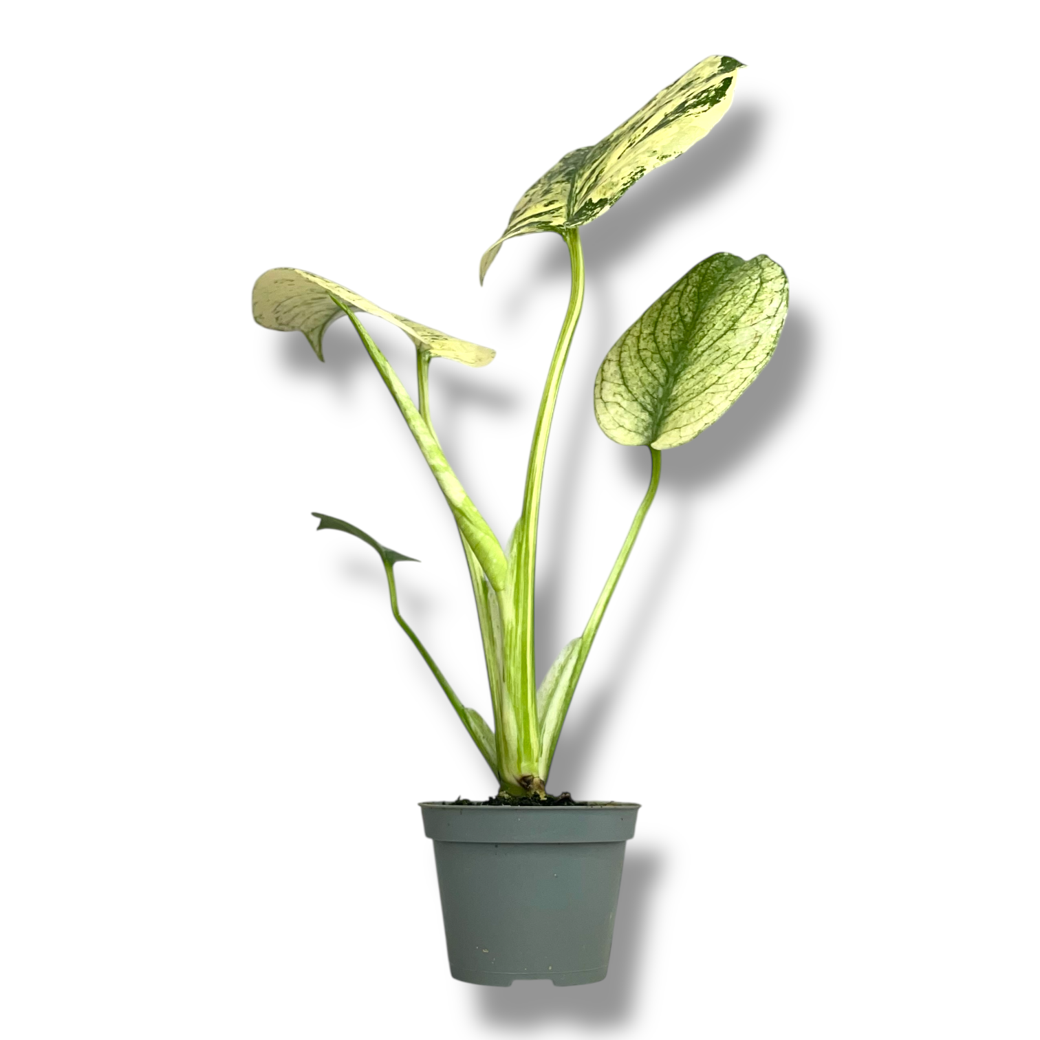 monstera delicioza mint variegata 1 1