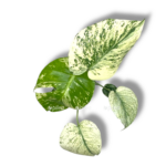 monstera delicioza mint variegata 1 3