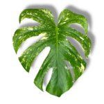 monstera delicioza mint variegata 1 4