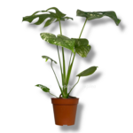 monstera delicioza mint variegata 1 5
