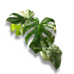 monstera delicioza mint variegata 1 6
