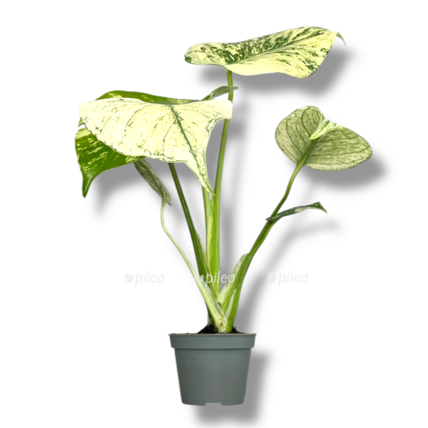 monstera delicioza mint variegata e1768038422493