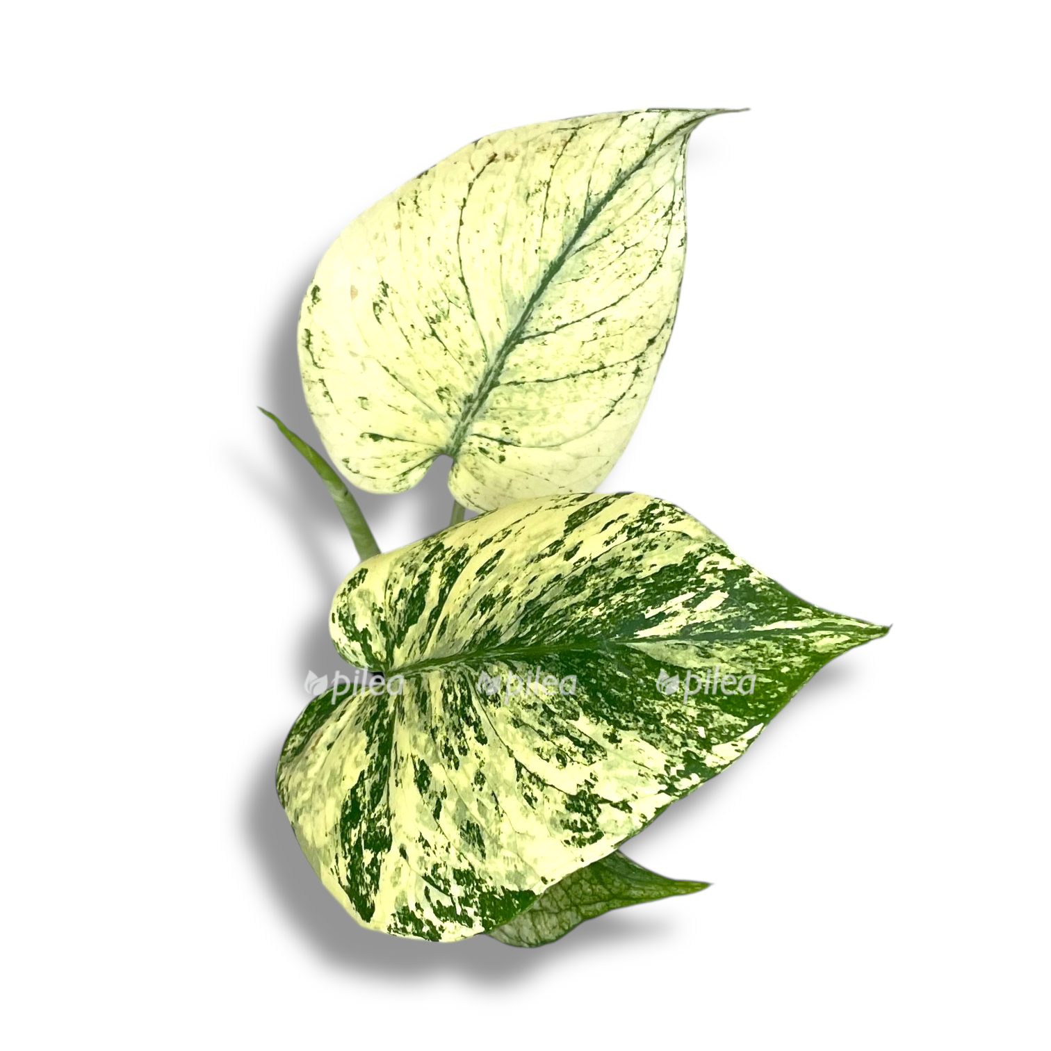 monstera delicioza mint variegata