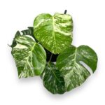 monstera delicioza variegata