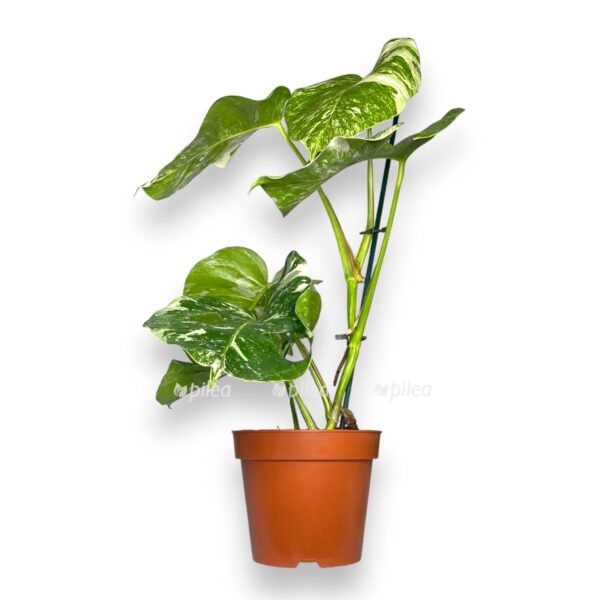 monstera delicioza variegata 1 1 e1738038571855