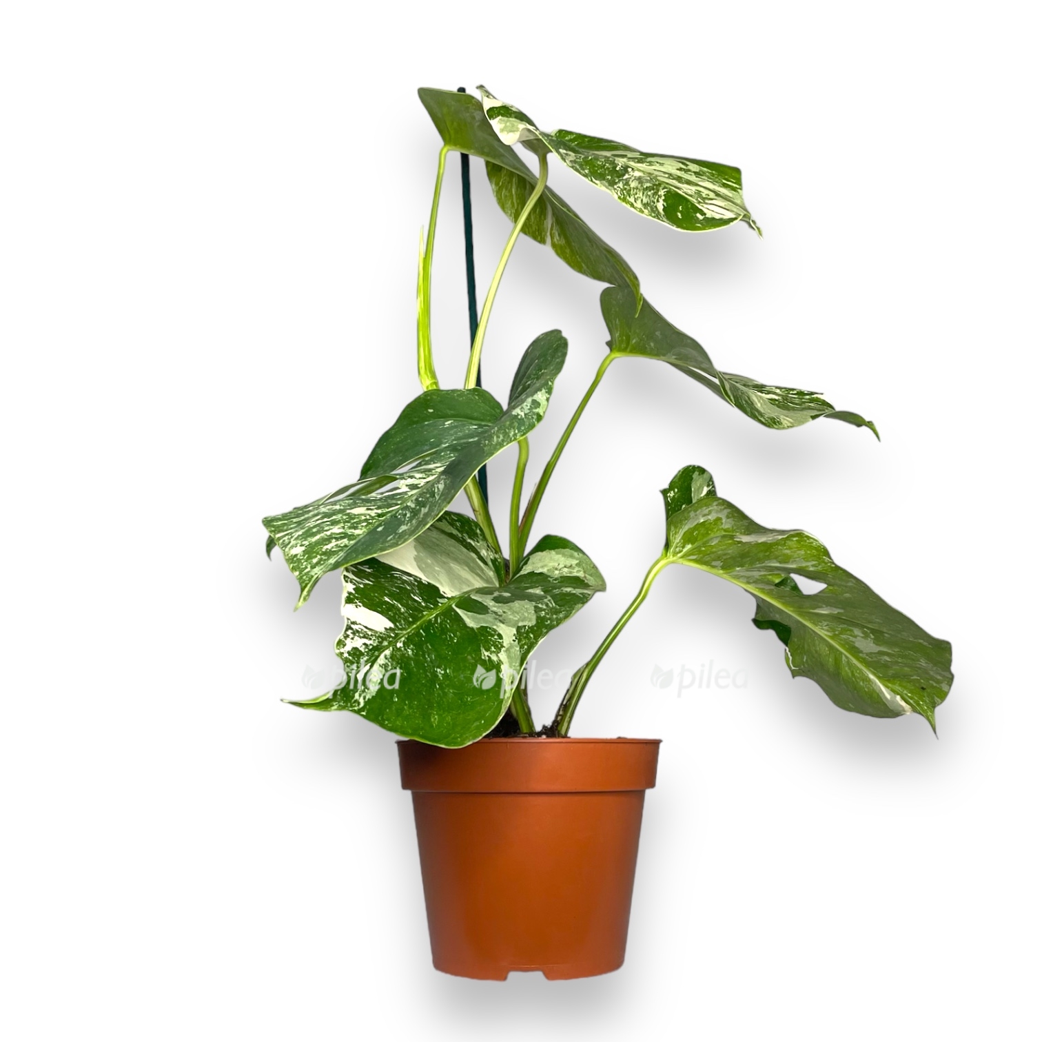 monstera delicioza variegata 1 2