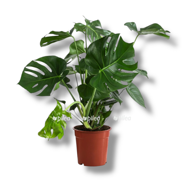 monstera delikatesnaya e1763879965874