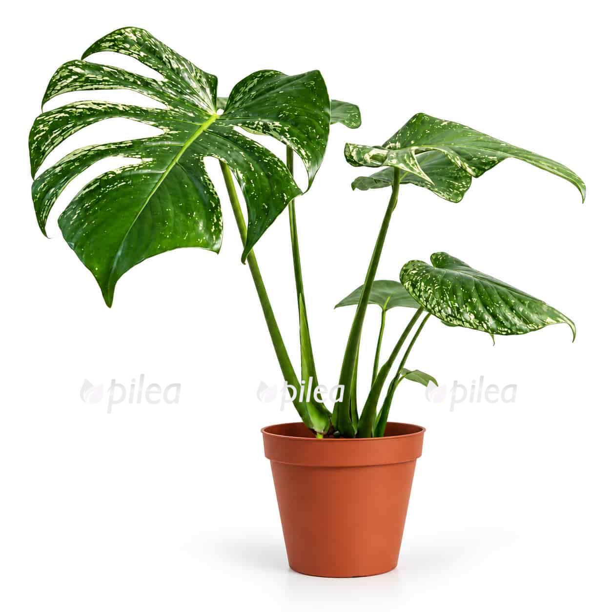 monstera-devil-monster monstera devil monster