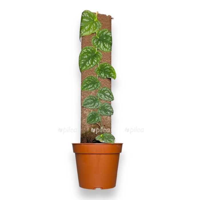 monstera dubia e1709920929604