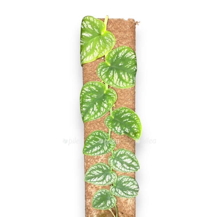 monstera dubia e1709920956208