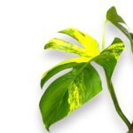 monstera ellou splesh
