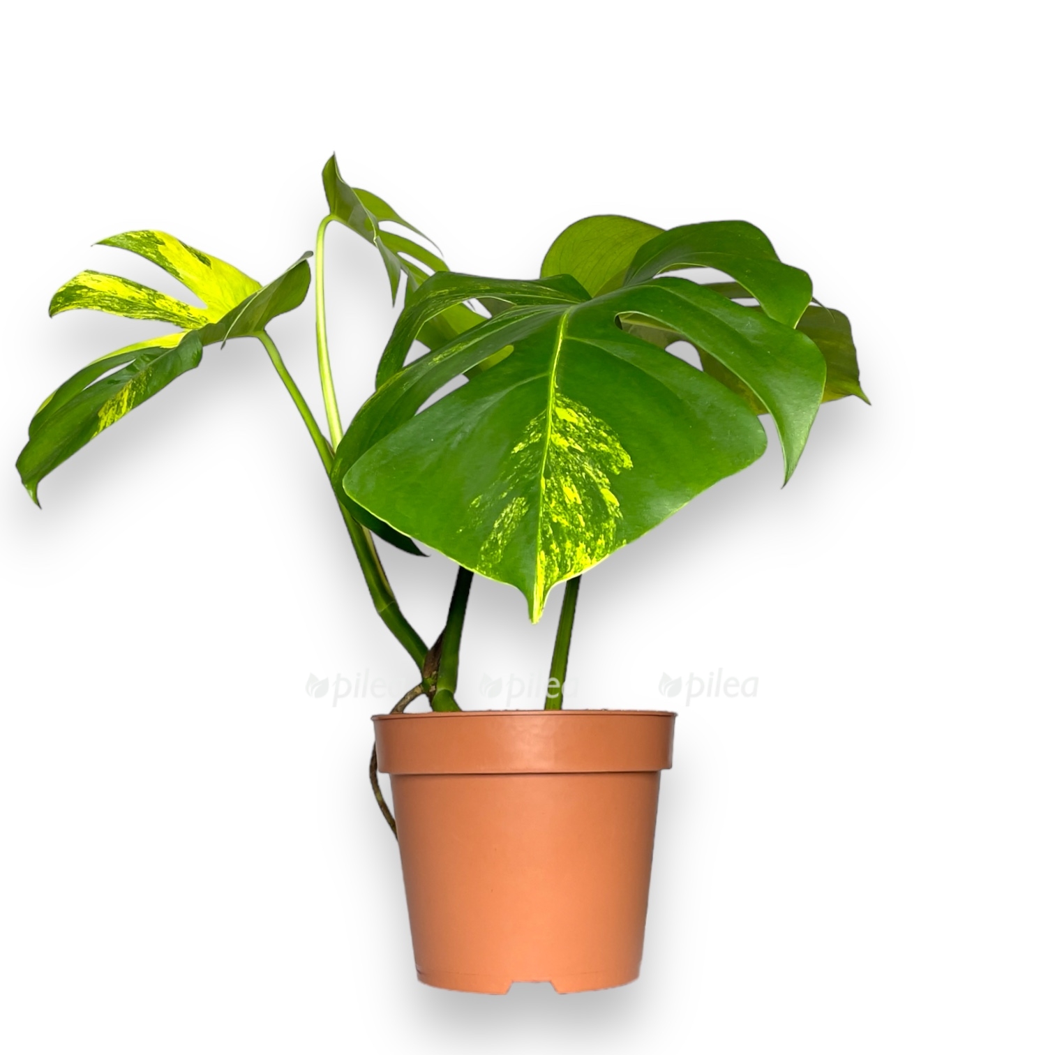 monstera ellou splesh 1