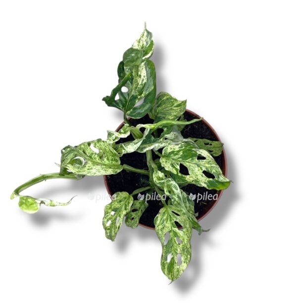 monstera frozen frekles e1770188013346