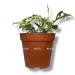 monstera frozen frekles e1770188020936