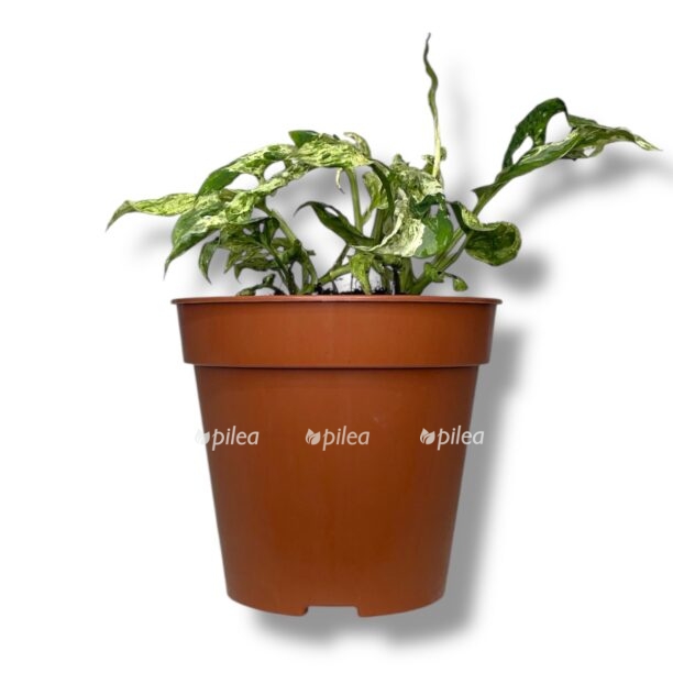 monstera frozen frekles e1770188020936