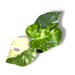 monstera krem bryule