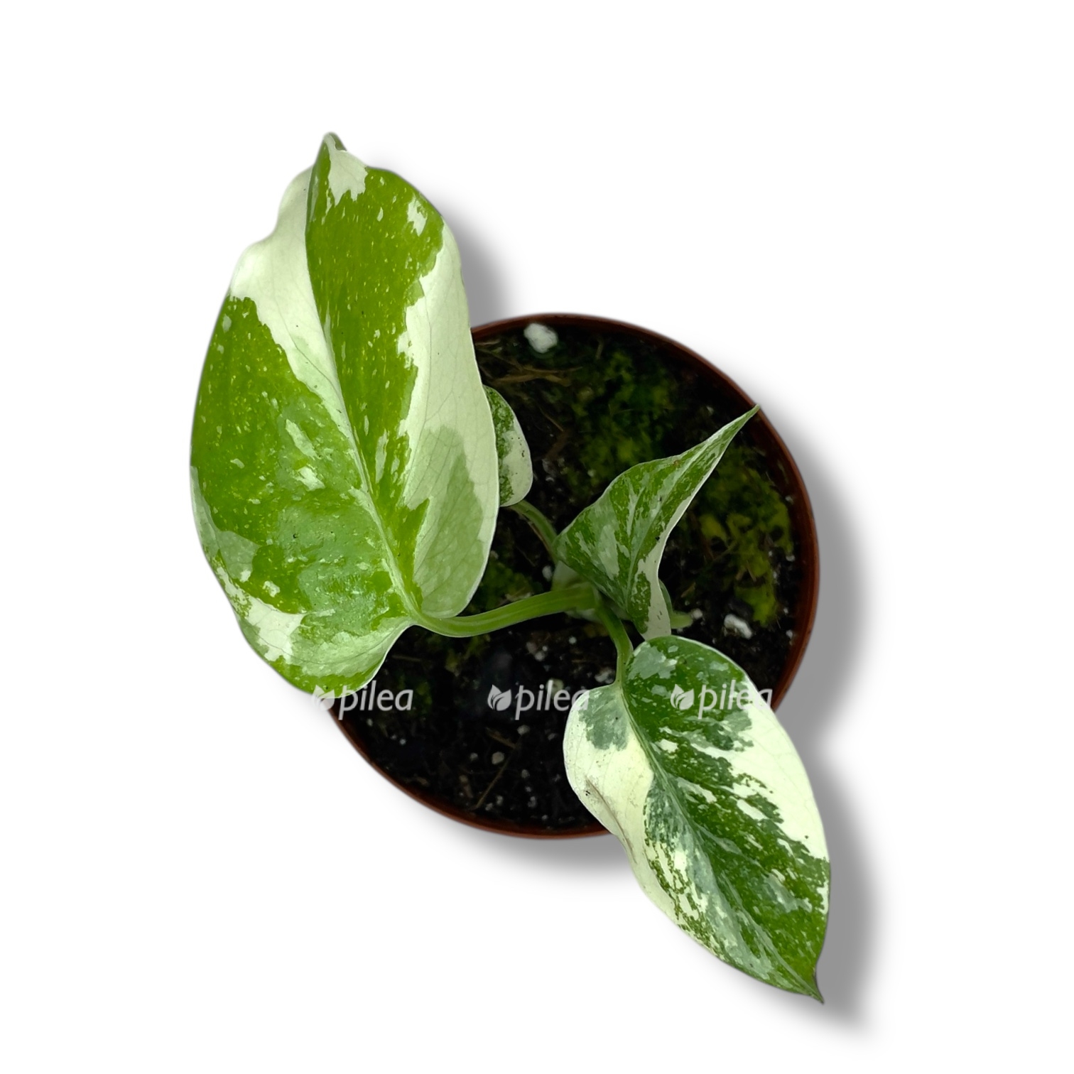 monstera krem bryule