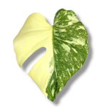 monstera krem bryule 1 1