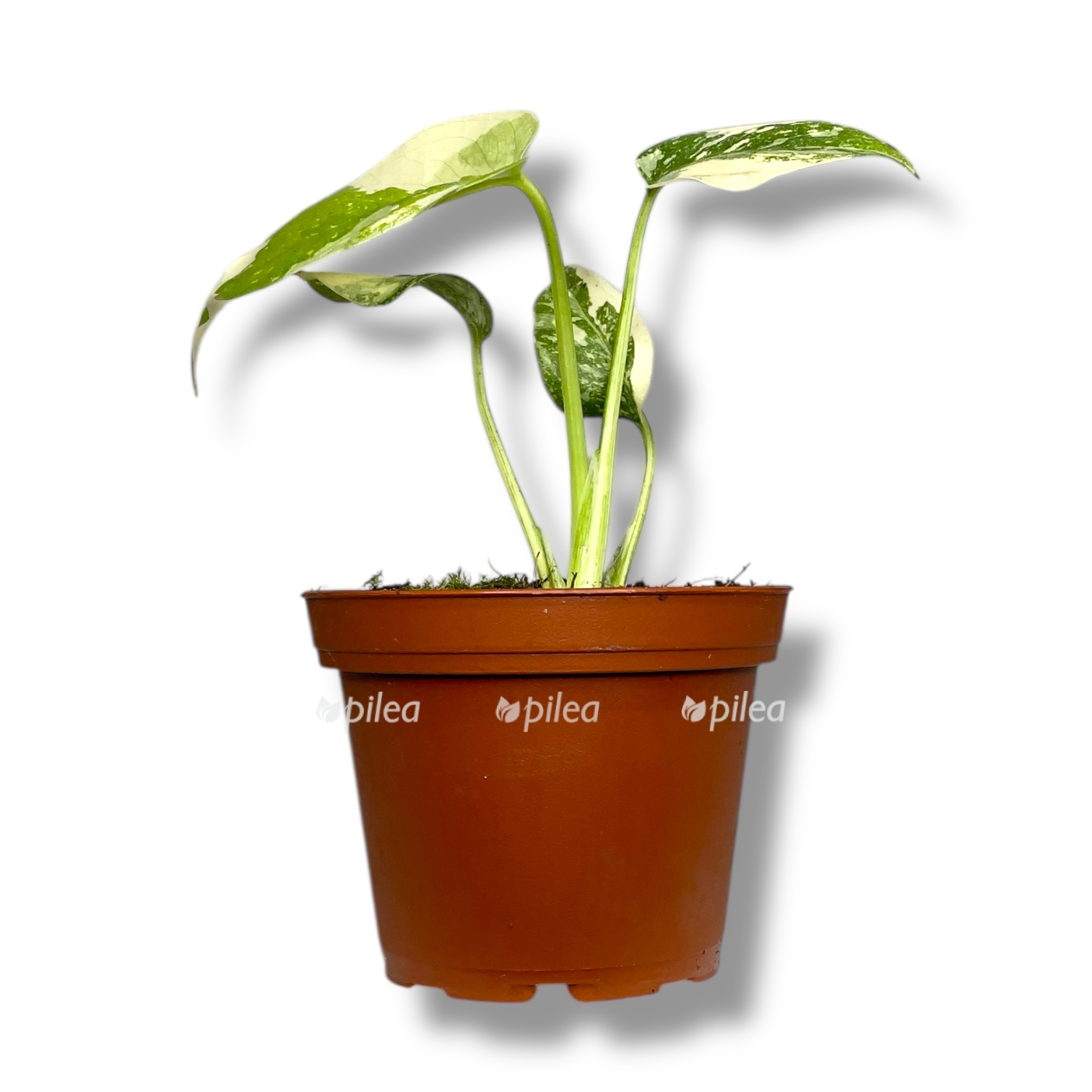 monstera krem bryule