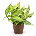 monstera laniata mint variegated