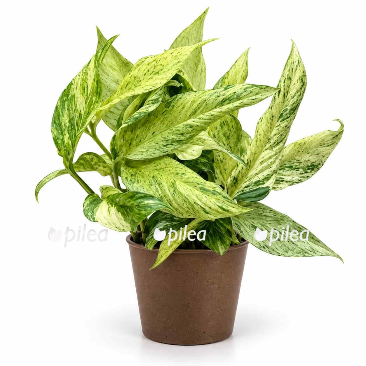 monstera laniata mint variegated