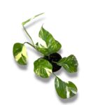 monstera lekhleriana variegata 1 1