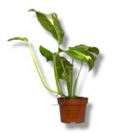 monstera lekhleriana variegata 1