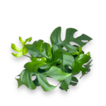 monstera minima