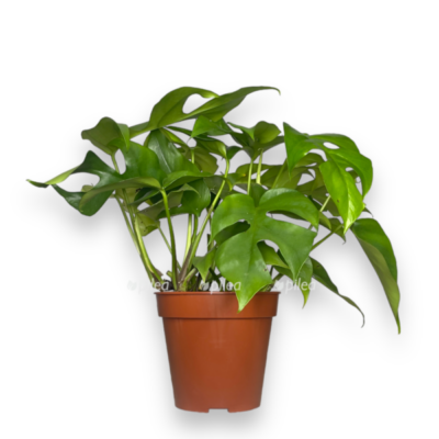 monstera minima e1755015888194