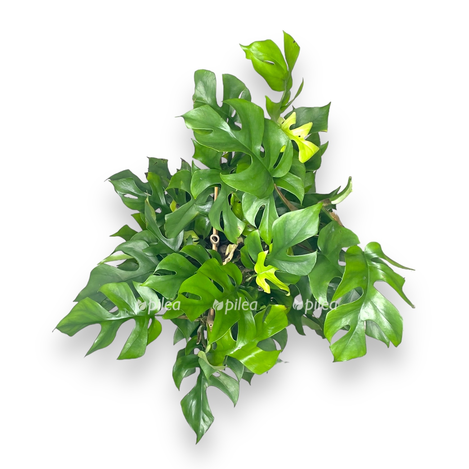 monstera minima na opore