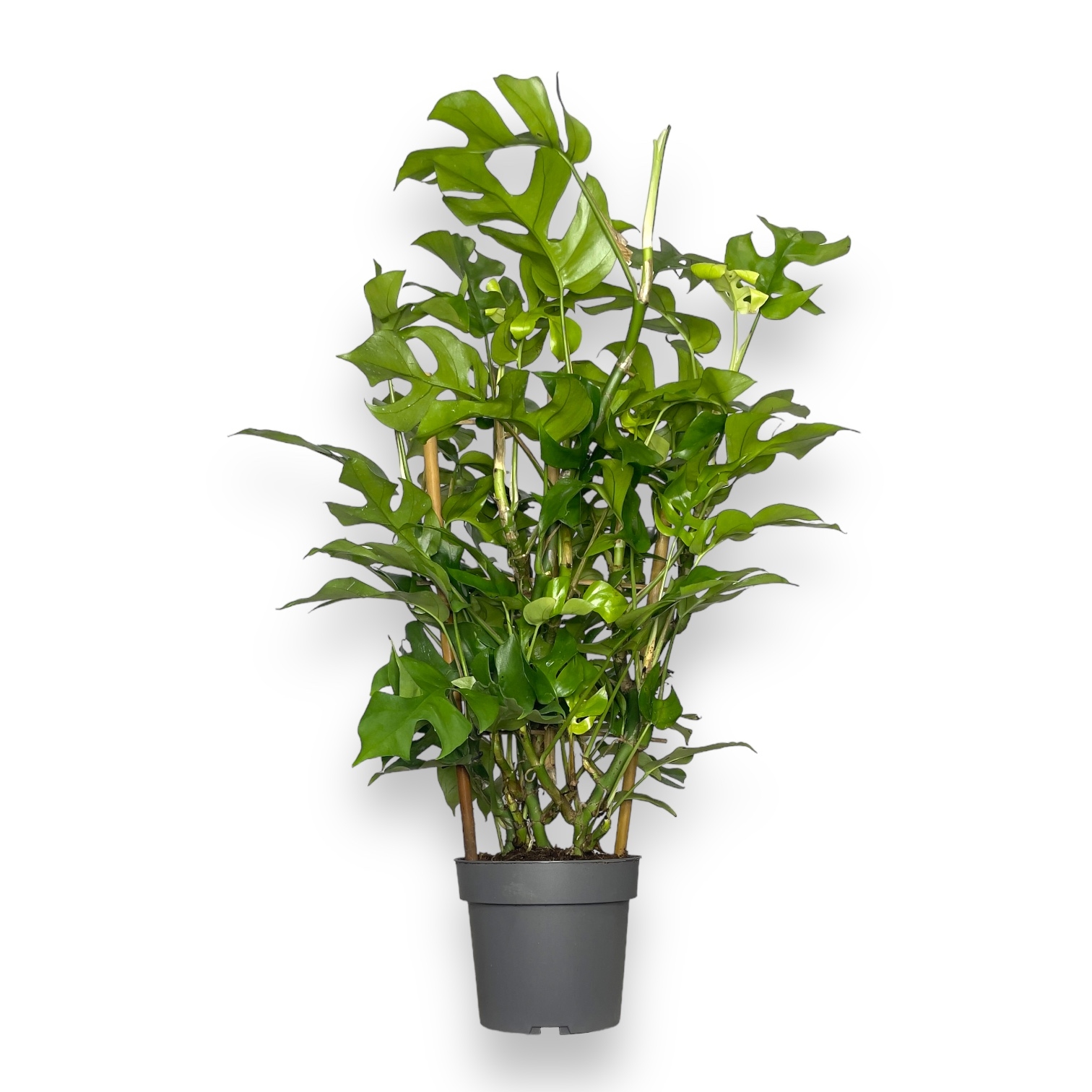 monstera minima na opore