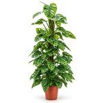 monstera oblikva manki mask na opore