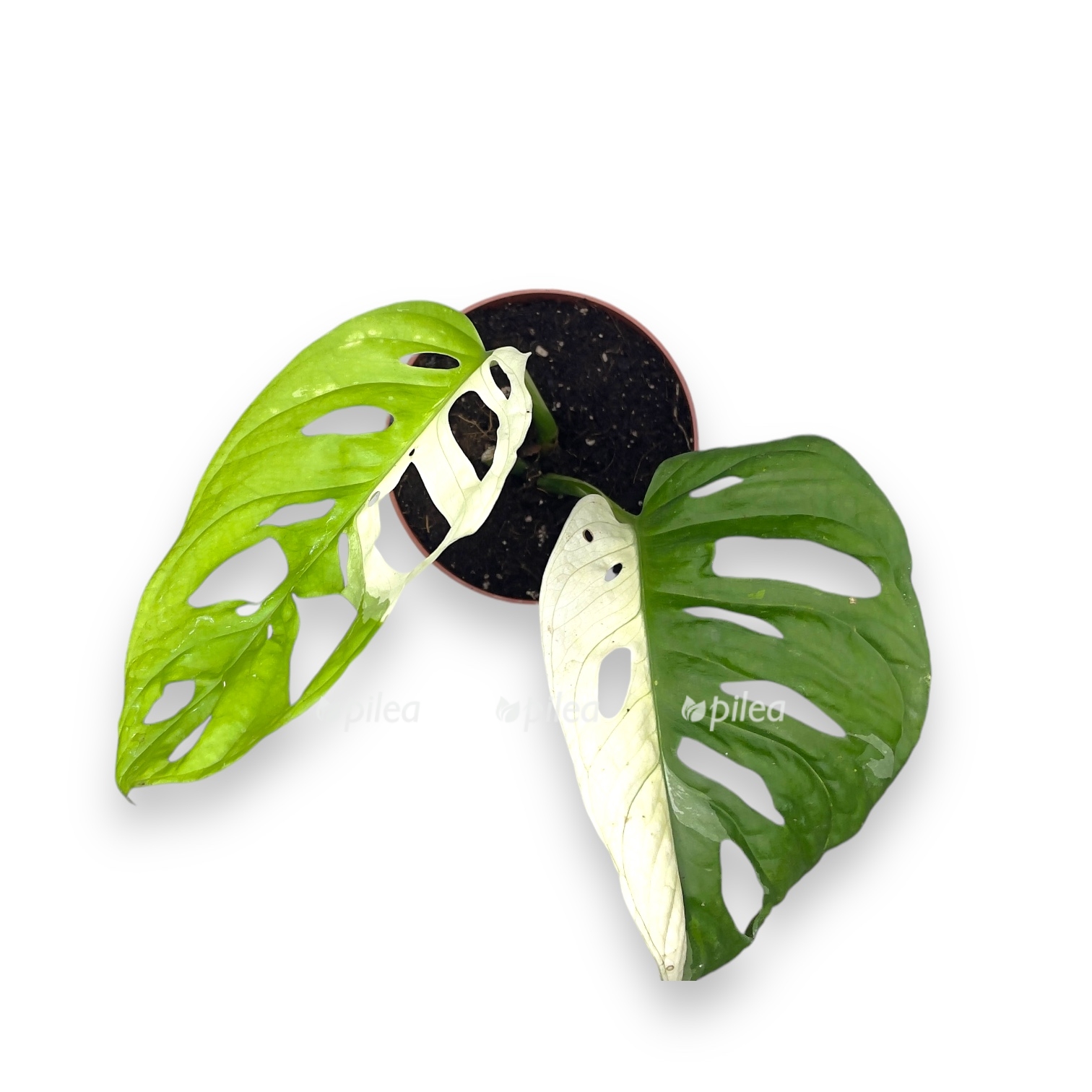 monstera oblikva manki mask variegata