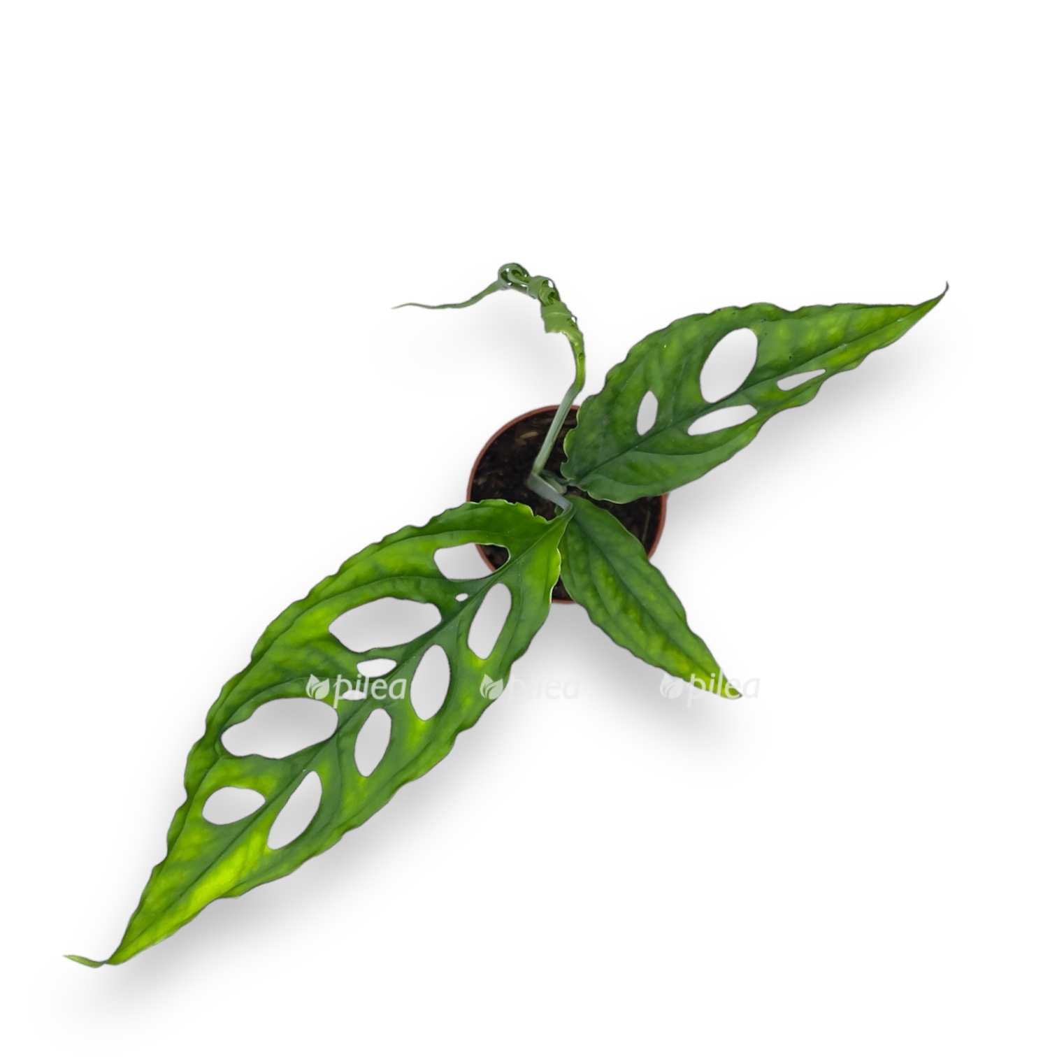 monstera oblikva peru