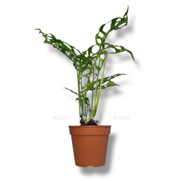 monstera oblikva peru e1770012987187