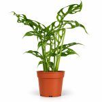monstera obliqua peru