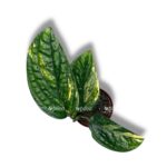monstera peru variegata