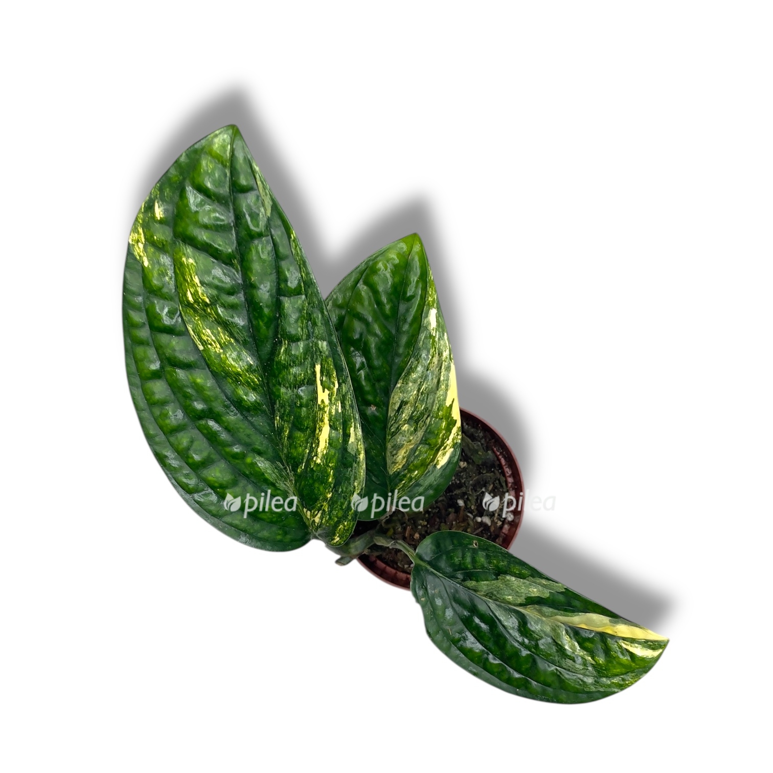 monstera peru variegata