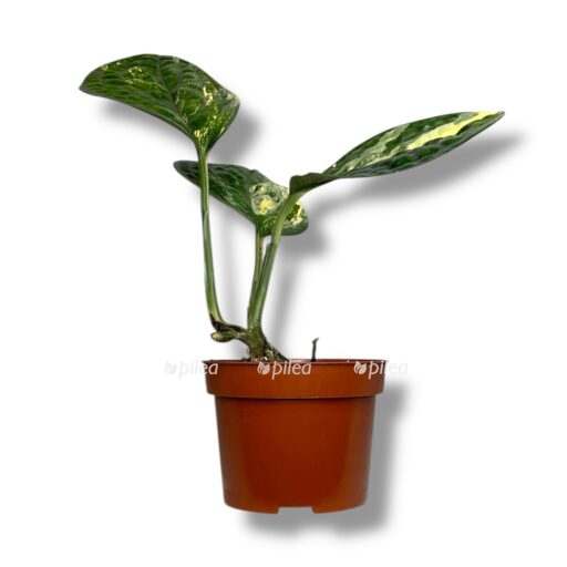 monstera peru variegata e1768038269715