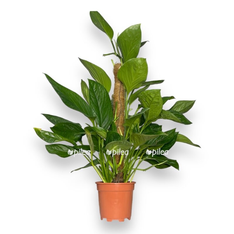 monstera pinnatipartita na opore 1765 sm e1701278600416