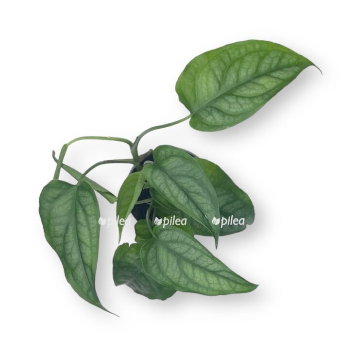 monstera siltepekana e1706552535653