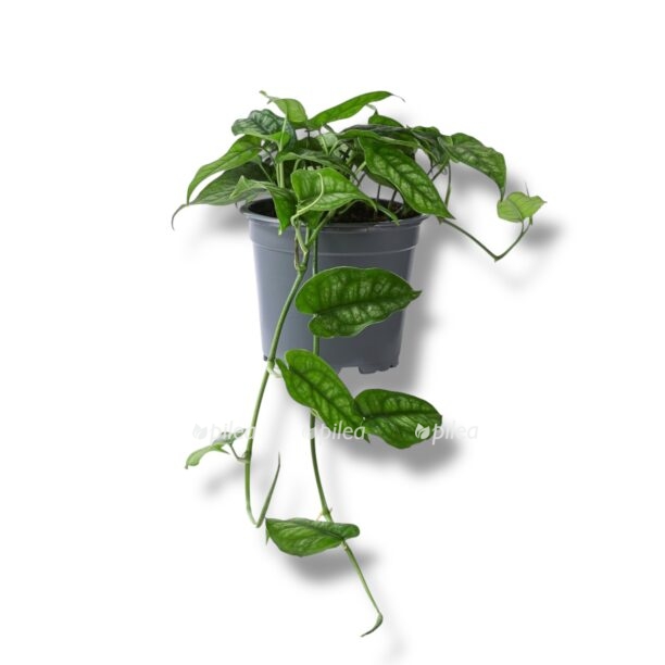 monstera siltepekana e1770477039506