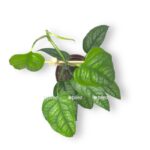 monstera siltepekana na opore e1706552453406