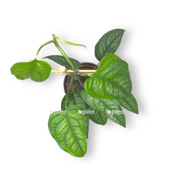 monstera siltepekana na opore e1706552453406