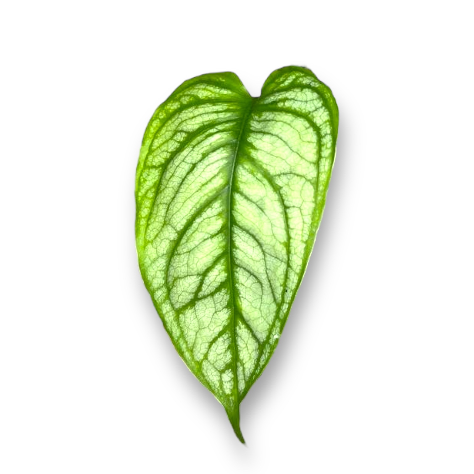 monstera siltepekana salvador