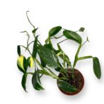 monstera standlejena variegata 2