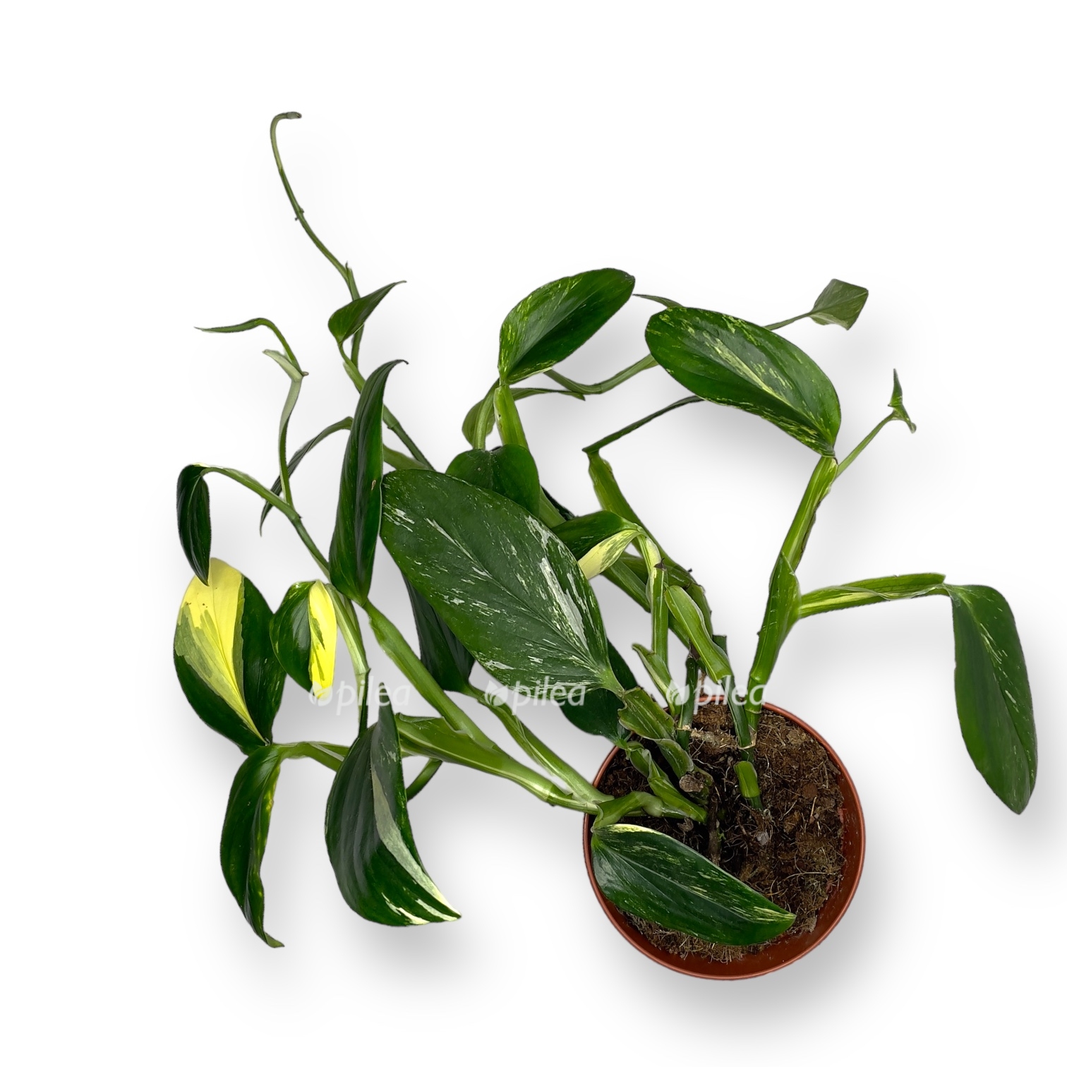 monstera standlejena variegata 2